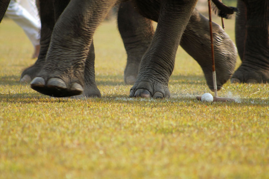 elephant polo